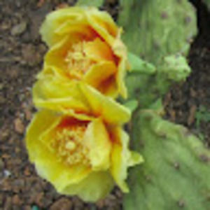 Meet your Posher, Tae